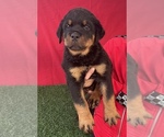 Small Photo #6 Rottweiler Puppy For Sale in MIRA LOMA, CA, USA