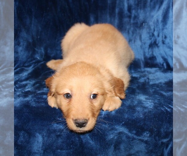Medium Photo #6 Golden Retriever Puppy For Sale in BLOOMINGTON, IN, USA