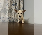 Small #22 Chihuahua