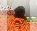 Puppy Dean F2 Aussiedoodle