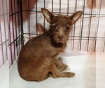 Small #11 Chihuahua Mix