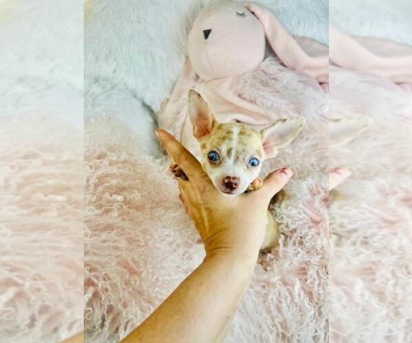 Medium Photo #22 Chihuahua Puppy For Sale in PEMBROKE PINES, FL, USA