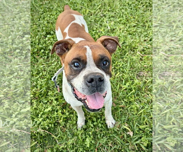 Medium Photo #2 Boxer Puppy For Sale in Dumont, NJ, USA