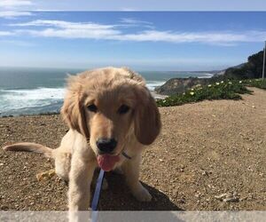 Golden Retriever Puppy for sale in CYPRESS, CA, USA