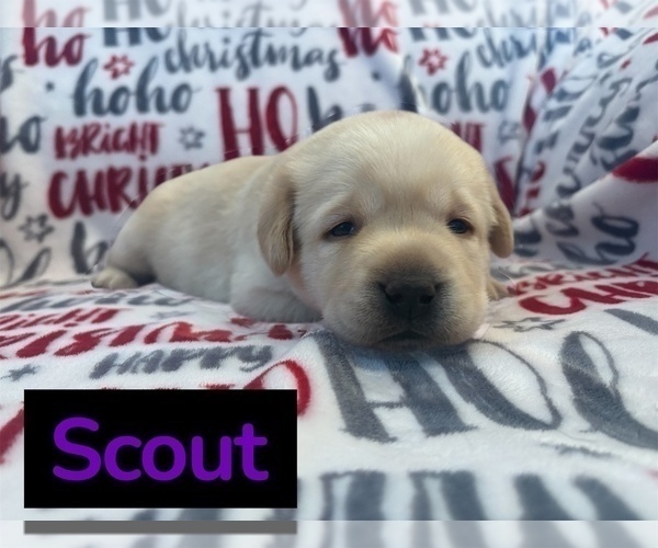 Medium Photo #7 Labrador Retriever Puppy For Sale in FAYETTEVILLE, OH, USA