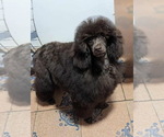 Small Photo #1 Cavapoo (Toy) Puppy For Sale in WALNUT CREEK, CA, USA