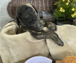 Small Photo #13 Mastiff Puppy For Sale in BRUCETON MILLS, WV, USA