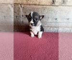 Small #5 Pembroke Welsh Corgi