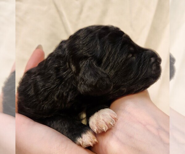 Medium Photo #5 F2 Aussiedoodle Puppy For Sale in COLUMBIA, TN, USA