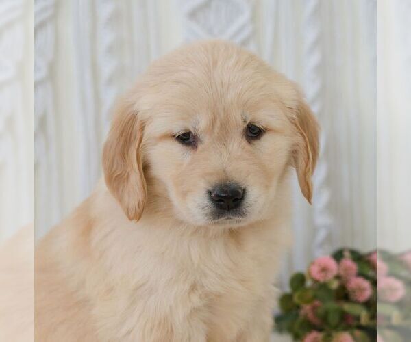 Medium Photo #6 Golden Retriever Puppy For Sale in NEWPORT, PA, USA