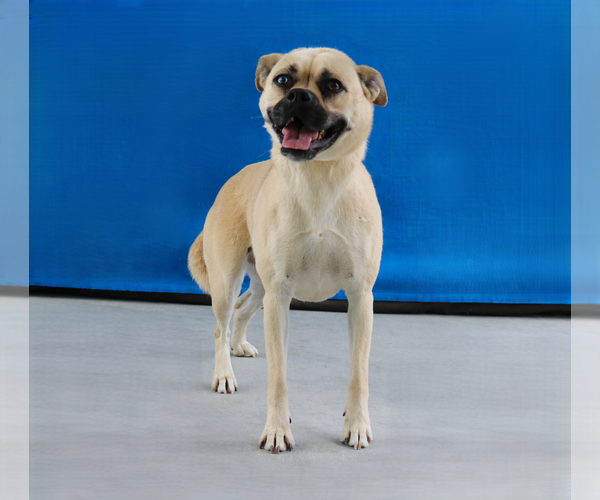 Medium Photo #2 Pug-Unknown Mix Puppy For Sale in Pasadena, CA, USA