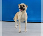 Small #1 Pug Mix