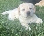 Puppy South Labrador Retriever