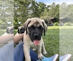 Puppy Little J Mastiff
