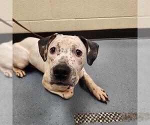 American Pit Bull Terrier-Unknown Mix Dogs for adoption in Denver, CO, USA