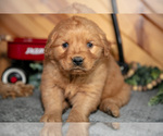 Small Photo #22 Golden Retriever Puppy For Sale in BALTIC, OH, USA