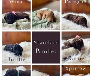Poodle (Standard) Puppy for Sale in KOKOMO, Indiana USA