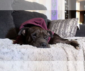 American Pit Bull Terrier-Unknown Mix Dogs for adoption in El Centro, CA, USA