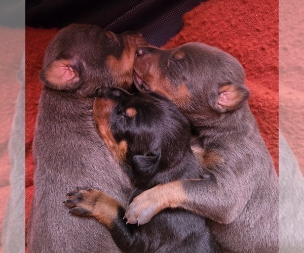 Medium Photo #13 Doberman Pinscher Puppy For Sale in CARLINVILLE, IL, USA