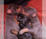 Small #12 Doberman Pinscher