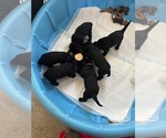 Small #1 Labrador Retriever