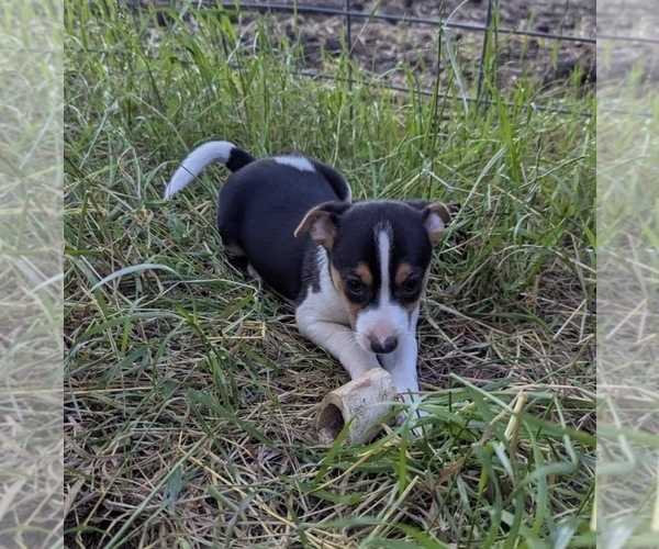 Medium Photo #3 Rat Terrier Puppy For Sale in WHITAKERS, NC, USA