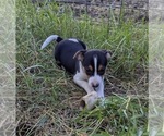 Small #2 Rat Terrier