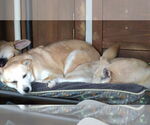 Small #4 Mutt
