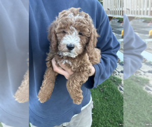 Goldendoodle (Miniature) Puppy for sale in MILWAUKEE, WI, USA