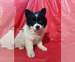 Small Photo #1 Pomeranian Puppy For Sale in SCOTTVILLE, MI, USA