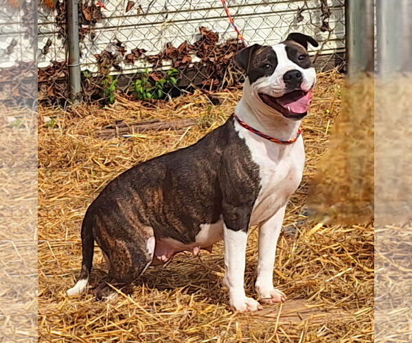 Medium Photo #1 Bulldog-Unknown Mix Puppy For Sale in Wetumpka, AL, USA