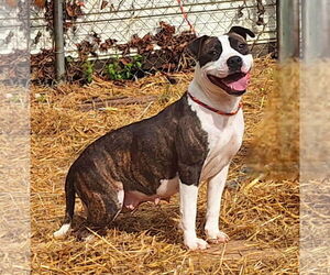 Bulldog-Unknown Mix Dogs for adoption in Wetumpka, AL, USA