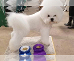Small #6 Bichon Frise