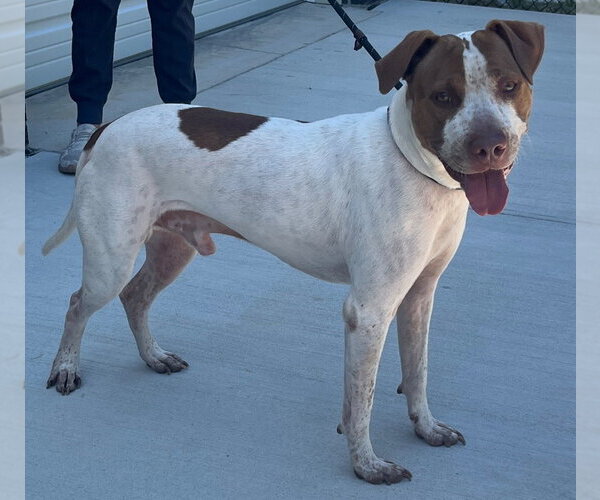 Medium Photo #2 Mutt Puppy For Sale in Tarboro, NC, USA