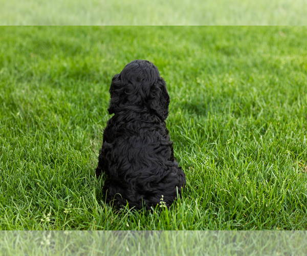 Medium Photo #6 Cockapoo (Miniature) Puppy For Sale in NAPPANEE, IN, USA