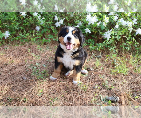 Medium Photo #1 Bernese Mountain Dog Puppy For Sale in MIDDLESEX, NC, USA