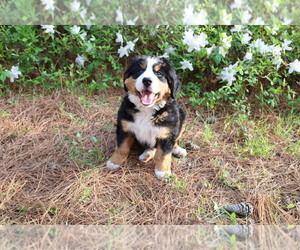 Bernese Mountain Dog Puppy for sale in MIDDLESEX, NC, USA