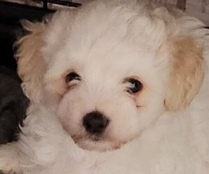 Maltipoo Puppy for sale in MODESTO, CA, USA