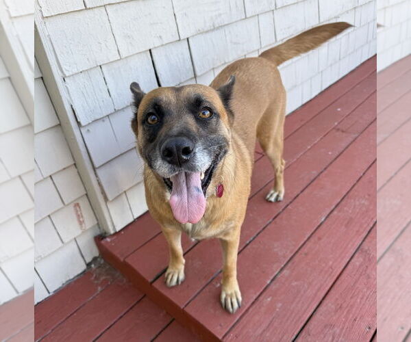 Medium Photo #10 Mutt Puppy For Sale in Boston, MA, USA