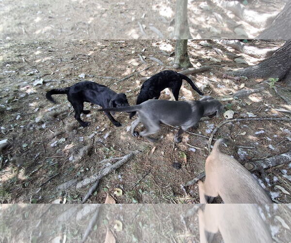 Medium Photo #11 Labrador Retriever-Unknown Mix Puppy For Sale in Sebec, ME, USA