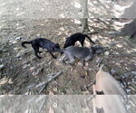 Small #10 Labrador Retriever Mix