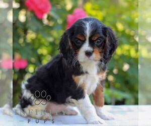 Cavalier King Charles Spaniel Puppy for sale in EAST EARL, PA, USA