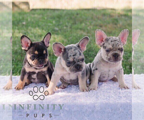 Medium Photo #6 French Bulldog Puppy For Sale in REBERSBURG, PA, USA