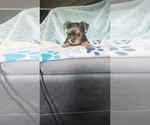 Small #3 Yorkshire Terrier