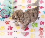 Small #10 ShihPoo