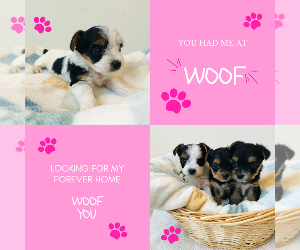 Medium Photo #2 Yorkshire Terrier Puppy For Sale in MILWAUKEE, WI, USA