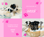 Small Photo #6 Yorkshire Terrier Puppy For Sale in MILWAUKEE, WI, USA