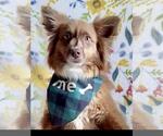 Small Australian Shepherd