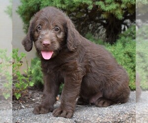 Labradoodle Puppy for sale in MILLERSTOWN, PA, USA