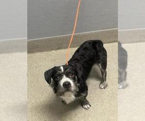 Border Terrier-Unknown Mix Dogs for adoption in Las Vegas, NV, USA